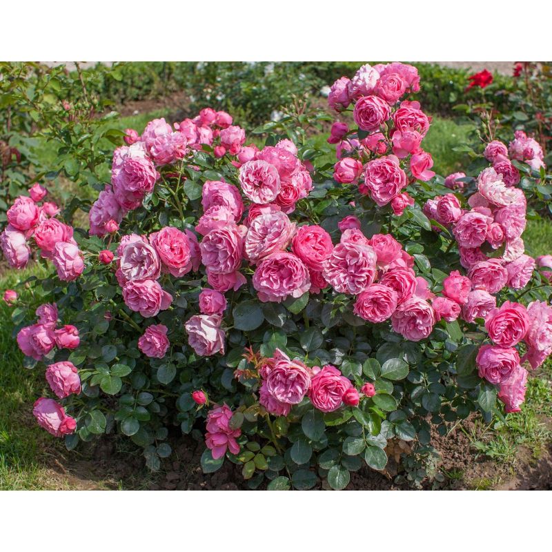 Rosa 'Leonardo da Vinci' 4.5L - Image 2