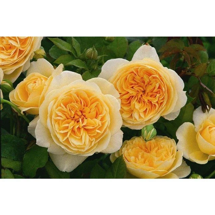 Rosa Amber Queen 4.5L  Floribunda