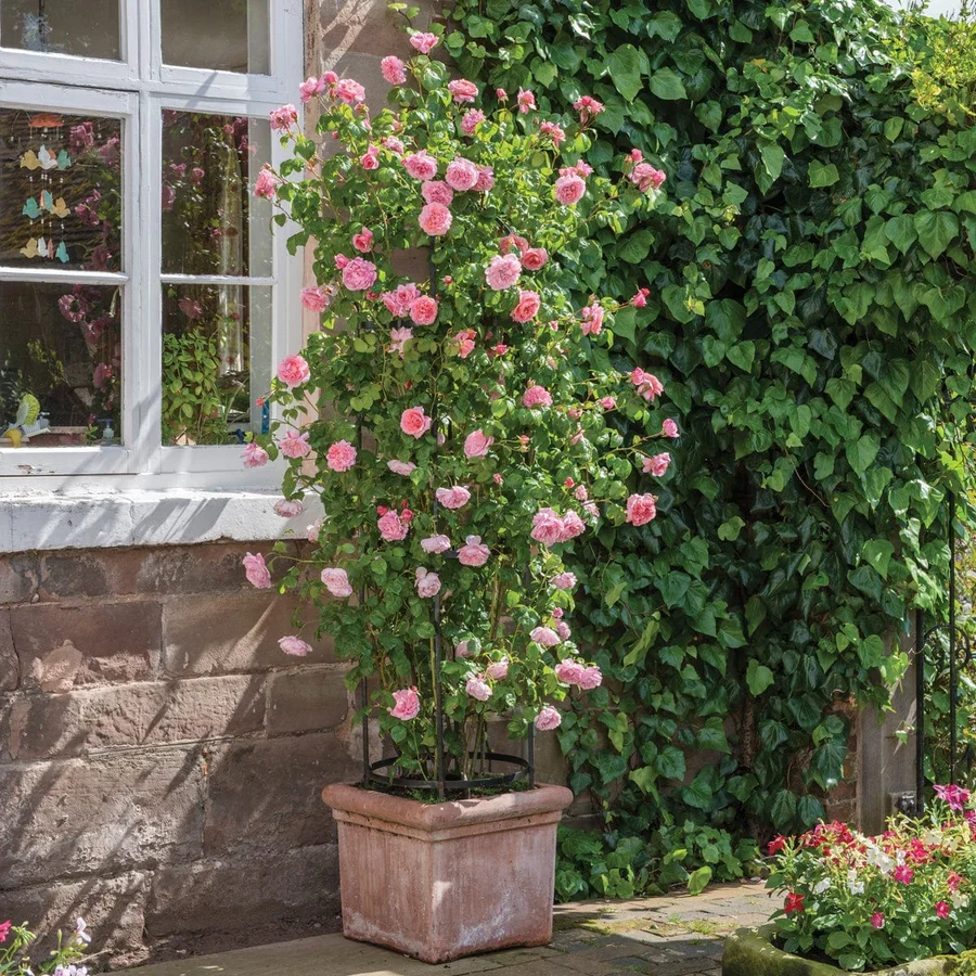 Rosa 'Strawberry Hill' 6L David Austin - Image 6