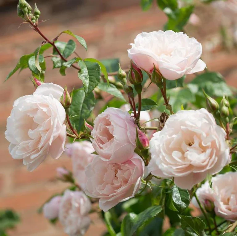 Rosa 'The Generous Gardener' 6L David Austin - Image 7
