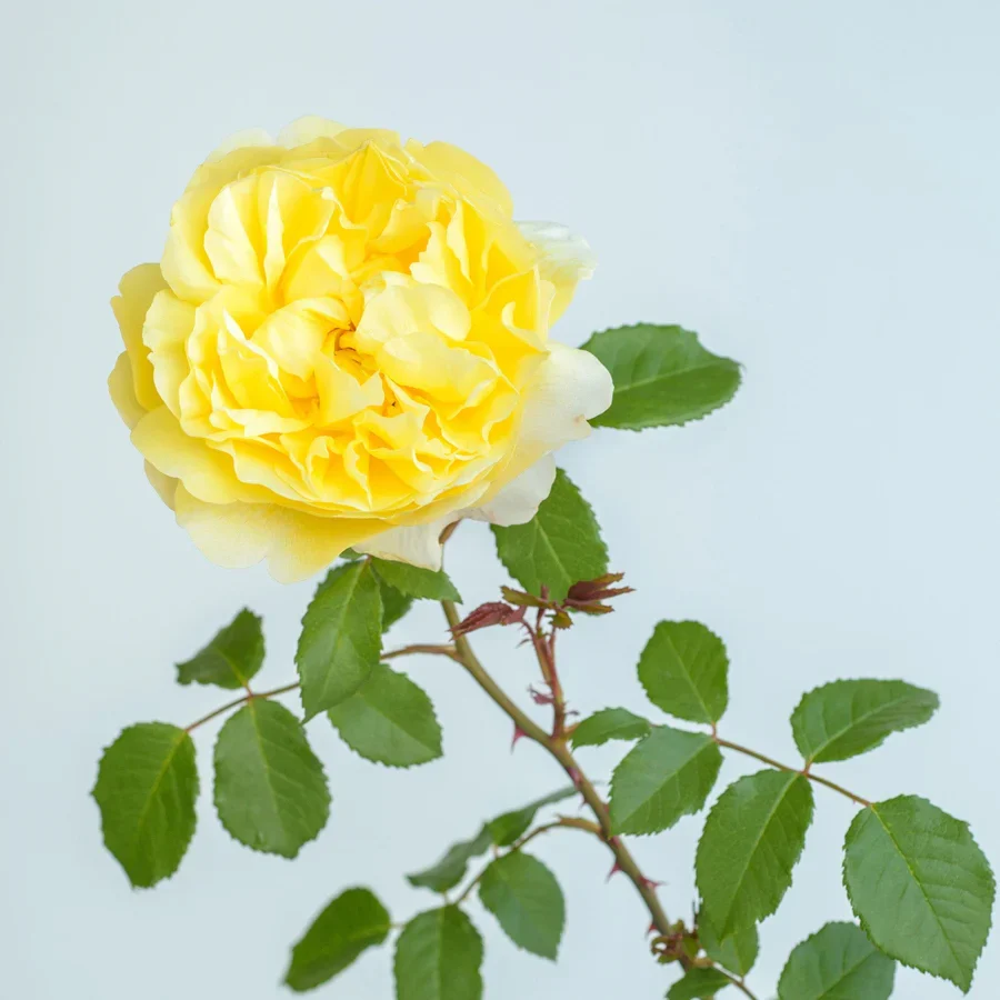 Rosa 'The Poet's Wife' 6L David Austin - Image 6