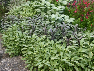 Salvia Officinalis Mix P14 25cm - Image 2