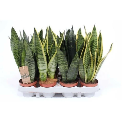 Sanseviera trifasciata mix 14cm - Image 2