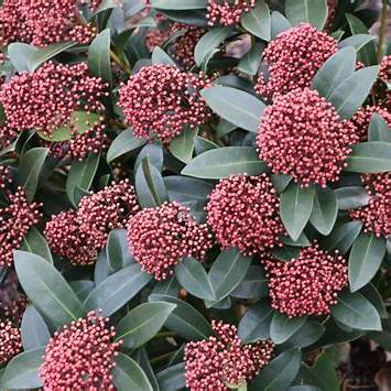 Skimmia japonica Rubella 5l - Image 2