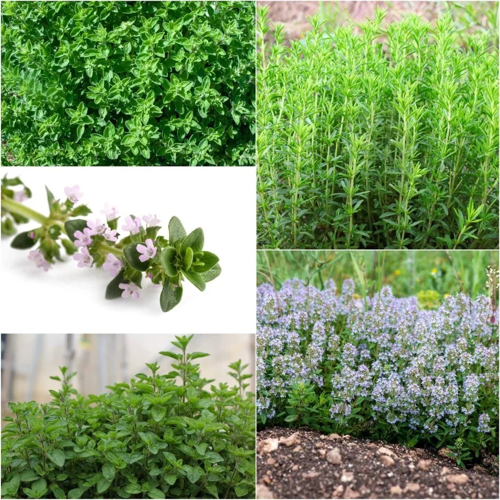 Thymus Vulgaris Mix P14 25cm