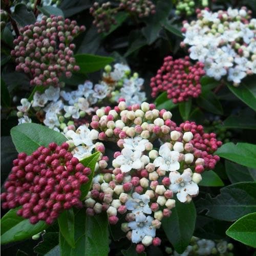 Viburnum tinus 'Eve Price' 3L 25-30cm - Image 2