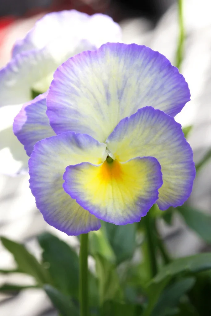 Viola 'Etain', 2L