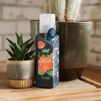 Westland Cacti & Succulent Feed Concentrate 200ml - Image 2