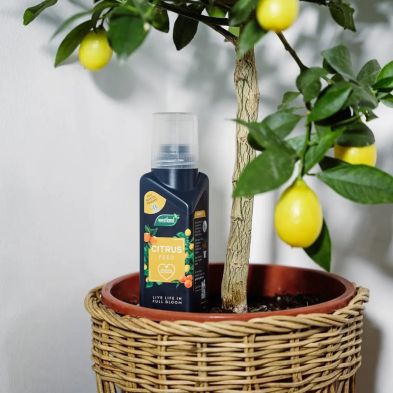 Westland Citrus Feed Concentrate 200ml | Plant Food - Image 2