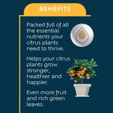 Westland Citrus Feed Concentrate 200ml | Plant Food - Image 3